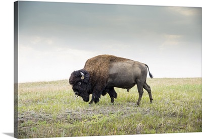 North Dakota, Bison, Theodore Roosevelt National Park, South Unit