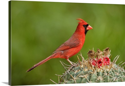 Northern Cardinal Male, Rio Grande City, Texas