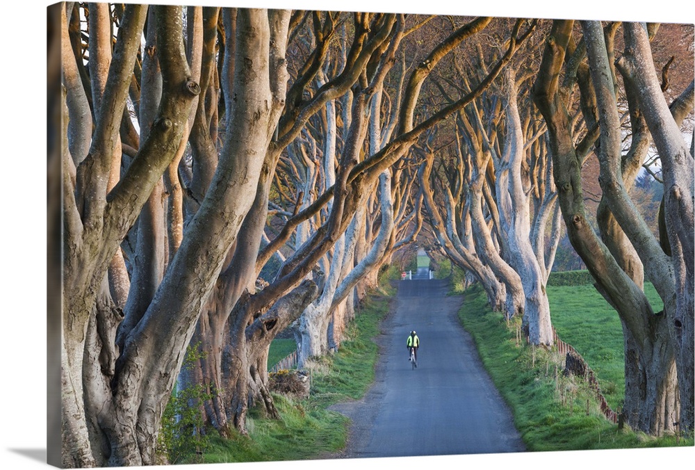 UK, Northern Ireland, County Antrim, Ballymoney, The Dark Hedges, tree lined road, dawn.