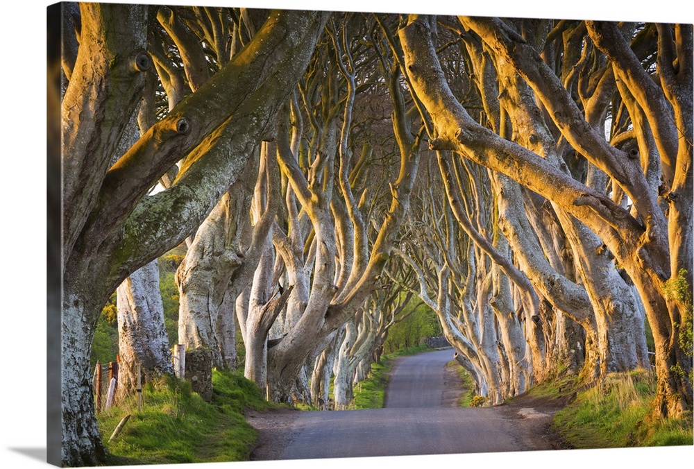 United Kingdom, Northern Ireland, County Antrim, Stranocum. The Dark Hedges are a magnificent avenue of Birch trees plante...