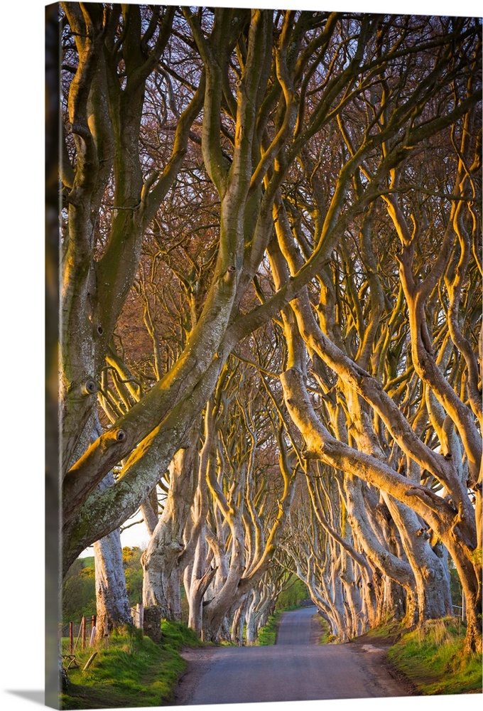 United Kingdom, Northern Ireland, County Antrim, Stranocum. The Dark Hedges are a magnificent avenue of Birch trees plante...