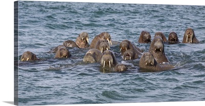 Norway, Arctic, Svalbard, Kvitoya, Andreeneset, A herd of curious Atlantic walruses