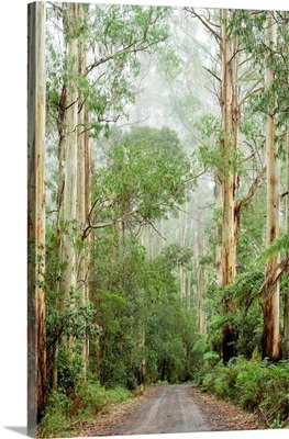 Oceania, Australia, Victoria, Great Otway National Park, Eucalyptus Forest