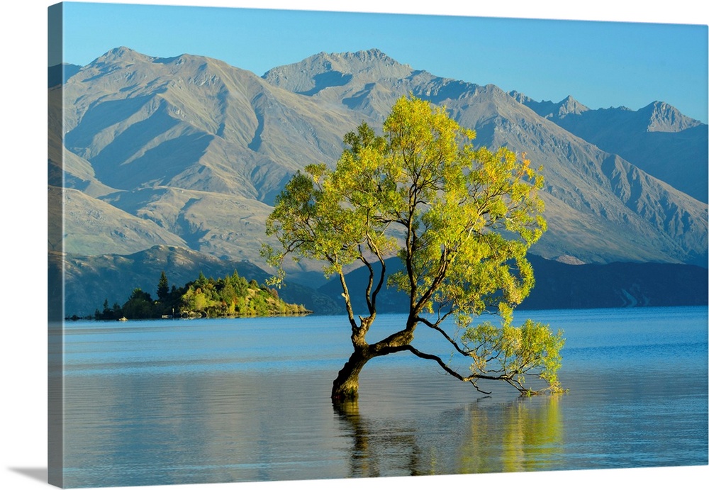 Oceania, New Zealand, Aotearoa, South Island, Wanaka, Lake Wanaka, Tree In Water