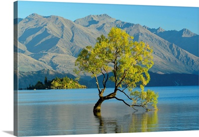 Oceania, New Zealand, Aotearoa, South Island, Wanaka, Lake Wanaka, Tree In Water