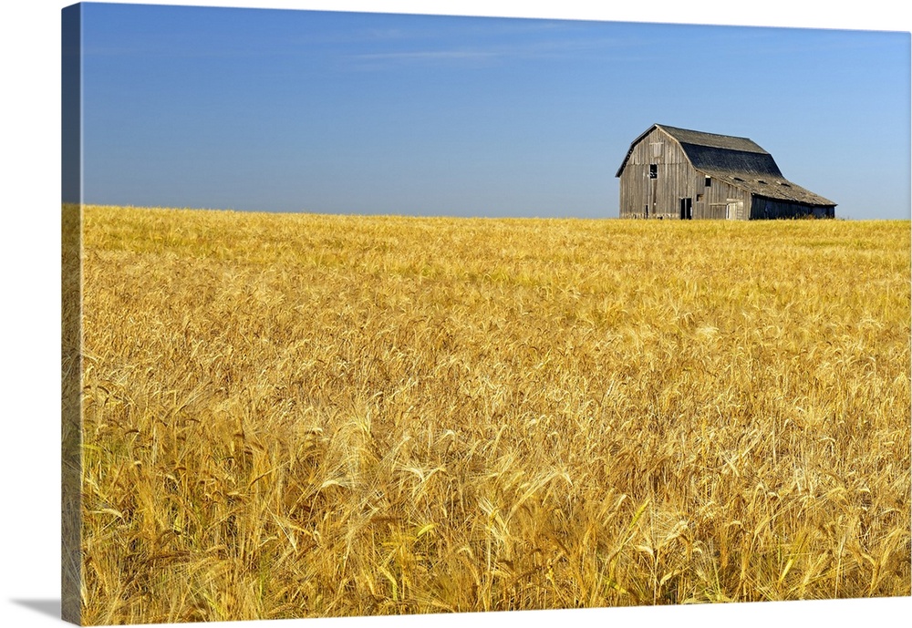 Old barn and barley crop near Trochu, Alberta, Canada