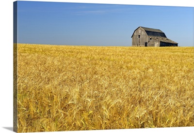 Old Barn And Barley Crop Near Trochu, Alberta, Canada