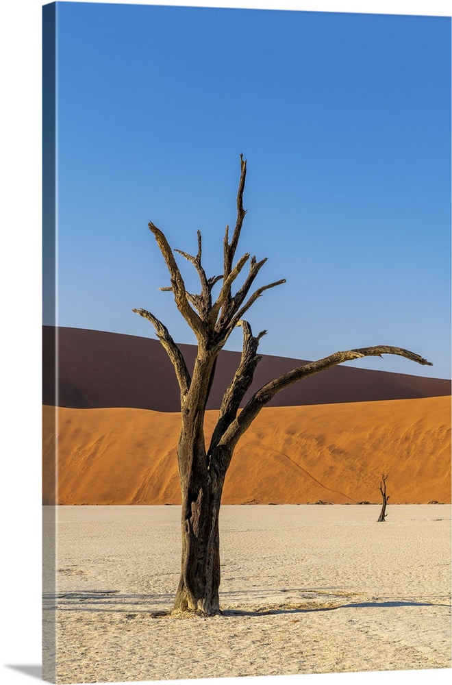 Old dead tree, Deadvlei, Namib-Naukluft National Park, Sesriem, Namibia