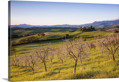 Olive grove and rolling hills at sunrise, Val d'Orcia, Tuscany, Italy