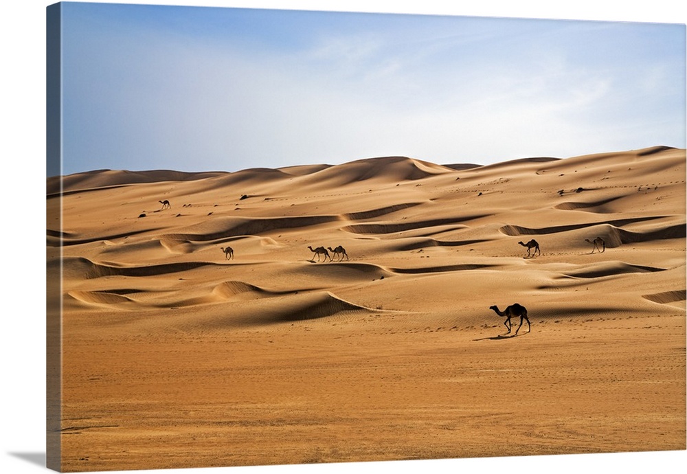 Oman, Wahiba Sands. Camels belonging to Bedouins cross sand dunes in Wahiba Sands.