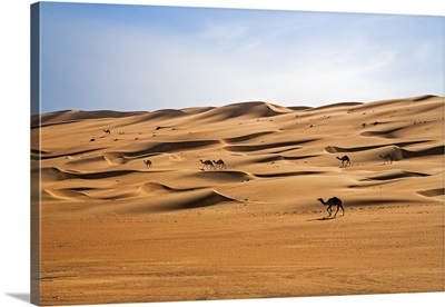 Oman, Wahiba Sands, Camels belonging to Bedouins cross sand dunes in Wahiba Sands