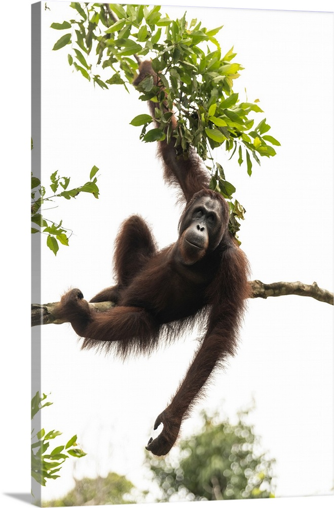 Orangutan at Semenggoh Wildlife Rehabilitation Center, Sarawak, Borneo, Malaysia, Asia