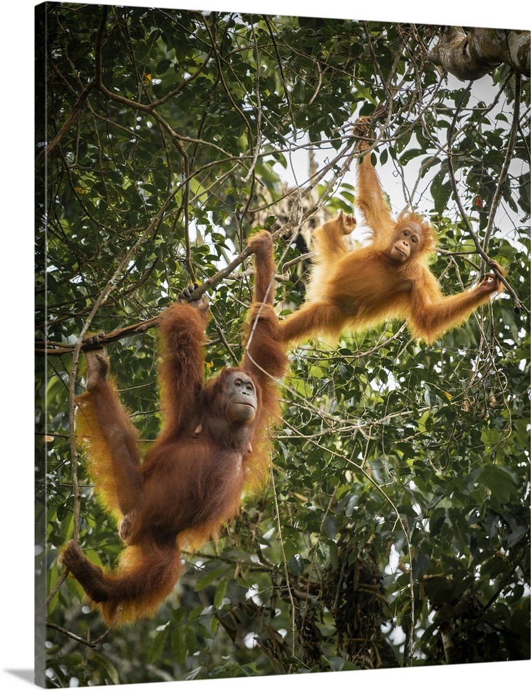 Orangutans at Semenggoh Wildlife Rehabilitation Center, Sarawak, Borneo, Malaysia, Asia
