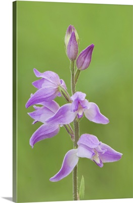 Orchid, Cephalanthera Rubra, Salata, Piedmont, Italy image thumbnail