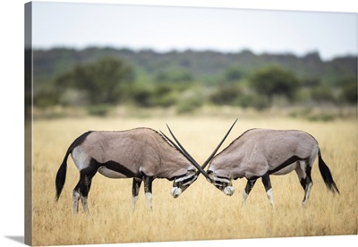 Oryx Fighting, Kalahari Desert, Botswana