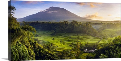 Paddy fields with Gunung Agung volcano at sunrise, Bali, Indonesia