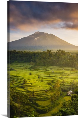 Paddy fields with Gunung Agung volcano at sunrise, Indonesia