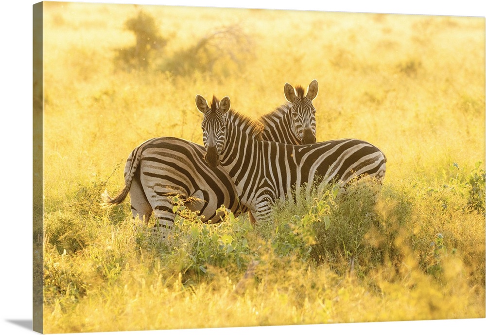 Pair Of Zebra, Zimanga Private Game Reserve, Natal, South Africa