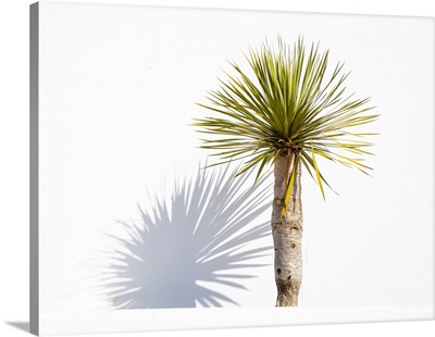 Palm And Shadow Against White Wall, Teguise, Lanzarote, Canary Islands, Spain
