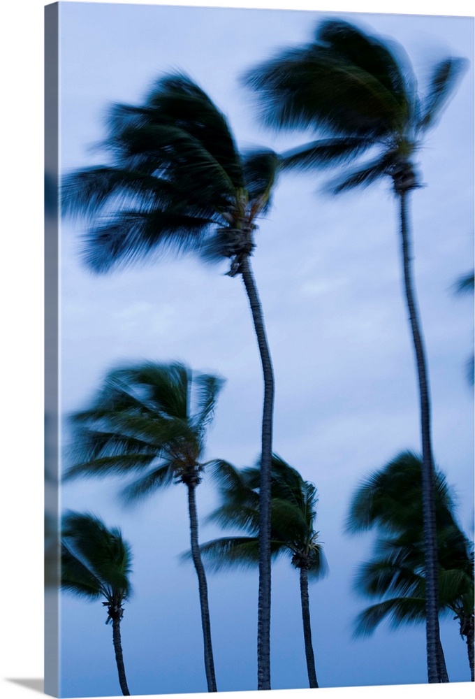 ABC Islands-ARUBA-Palm Beach:.Wind Blown Palms / Morning