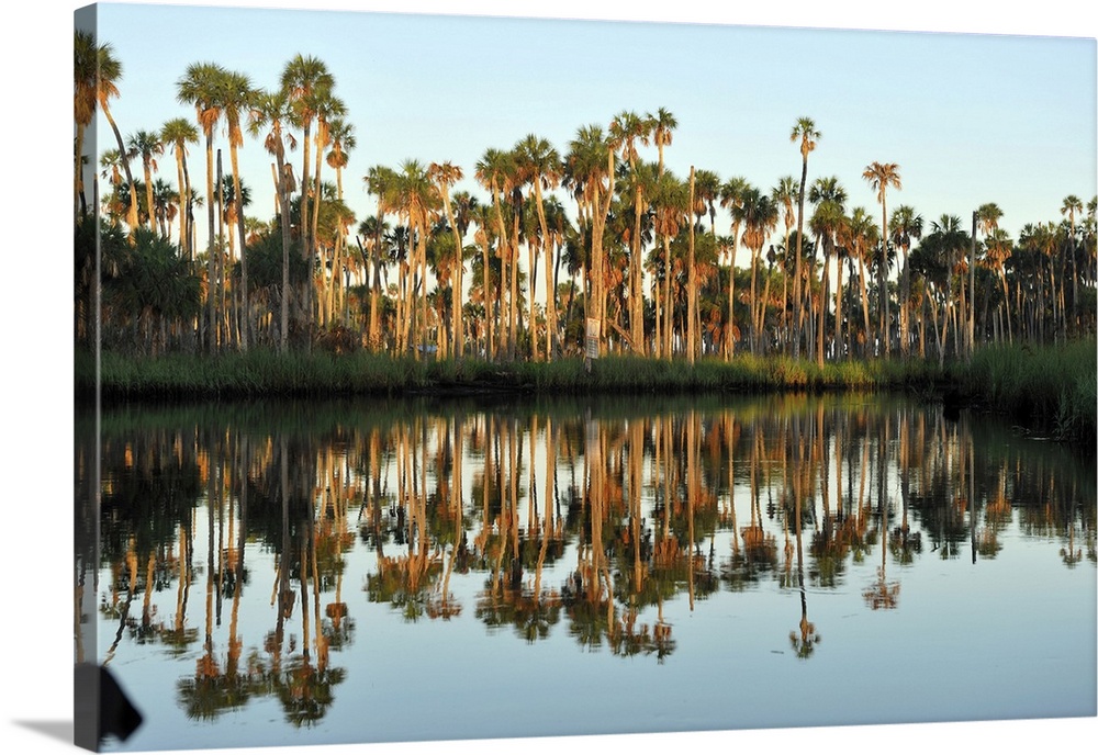 Palm Trees along Weeki Wachee River, Weeki Wachee Springs State Park, Spring Hill, Florida