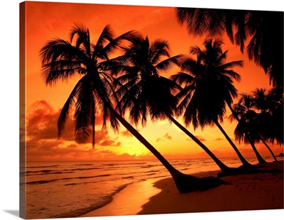 Palm Trees At Sunset, Barbados, West Indies