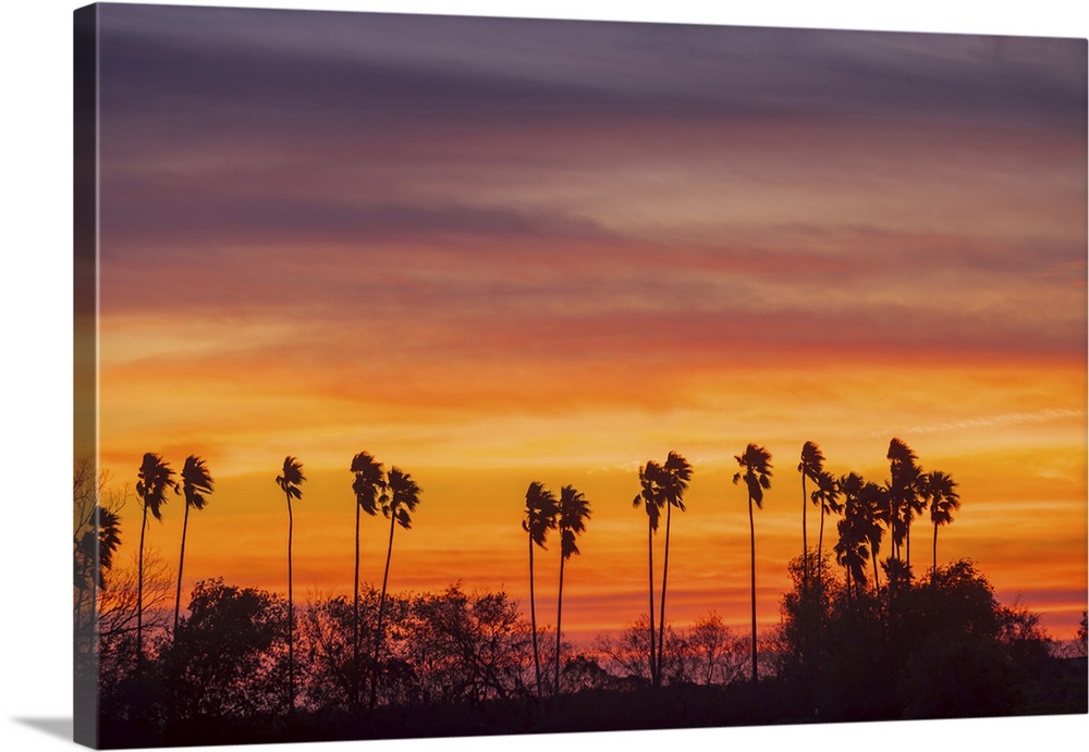 Palm Trees At Sunset, Mercedes, Texas