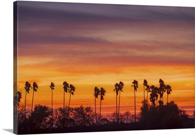 Palm Trees At Sunset, Mercedes, Texas