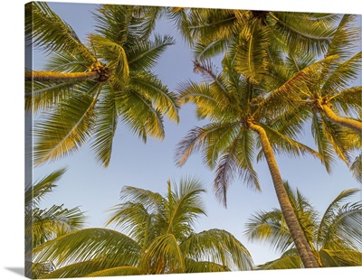 Palm Trees, Grand Cayman, Cayman Islands, British West Indies