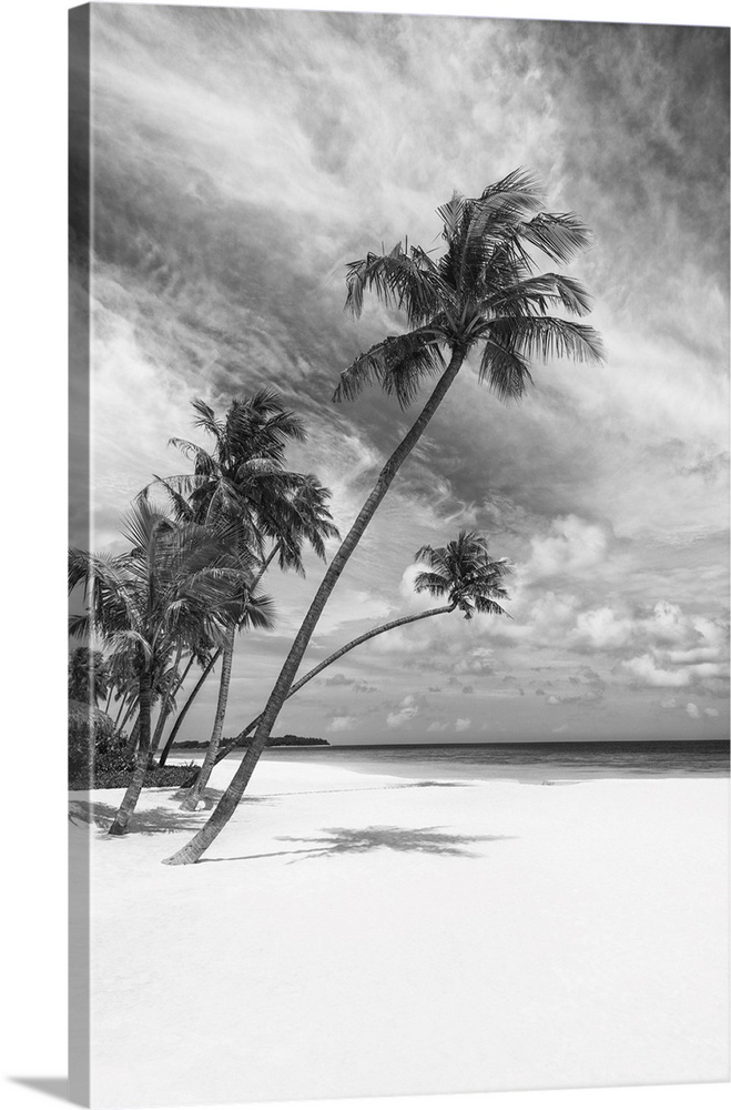 Palm trees on a tropical beach, Baa Atoll, Maldives.