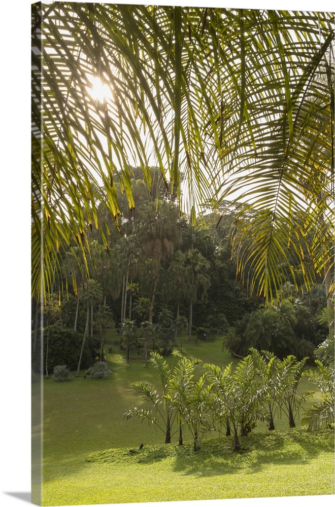 Palm Valley, Botanic Gardens (UNESCO World Heritage Site), Singapore.