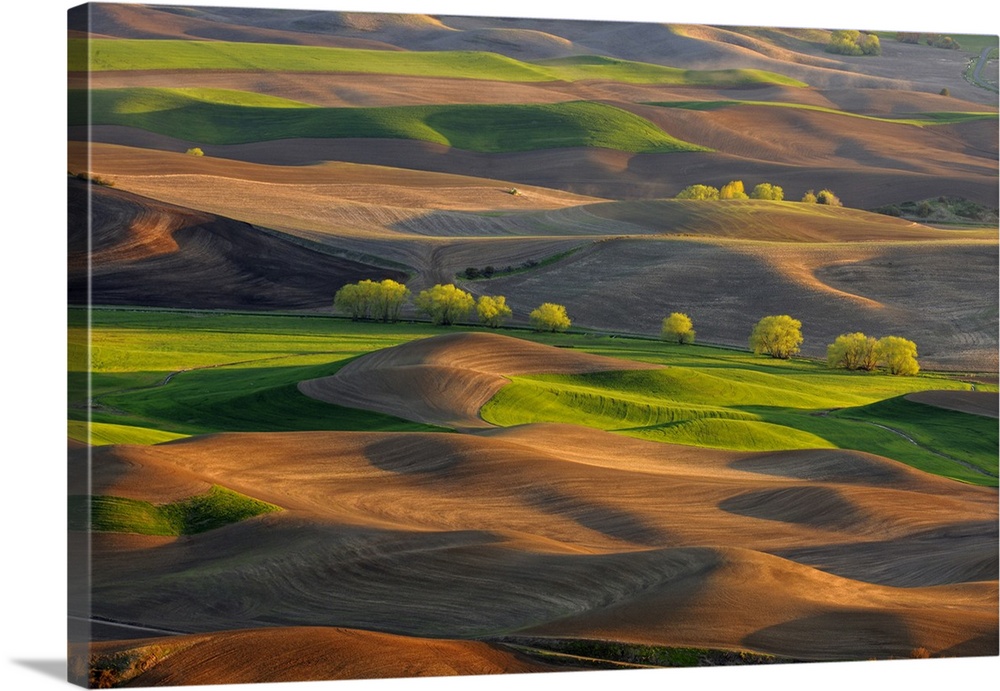 Palouse farmland in evening light in springtime, Steptoe Butte State Park, Washington, USA