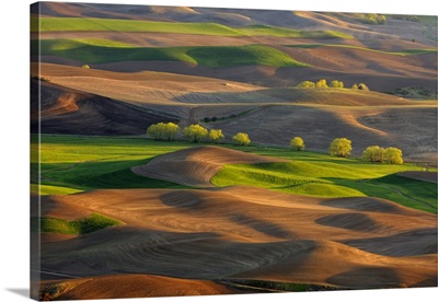 Palouse Farmland In Evening Light In Springtime, Steptoe Butte State Park, Washington