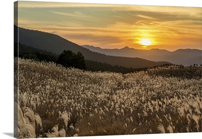 Pampas Grasses At Sunset, Soni Highlands, East Nara Prefecture, Japan