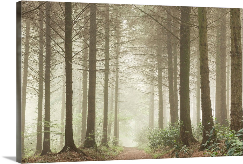 Path leading through a misty coniferous woodland, Devon, England.