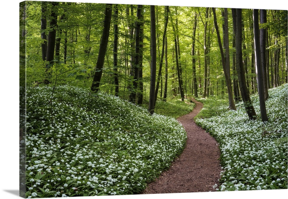 Path through beech forest with blooming wild garlic (Allium ursinum), Hainich National Park, Thuringia, Germany, Europe.