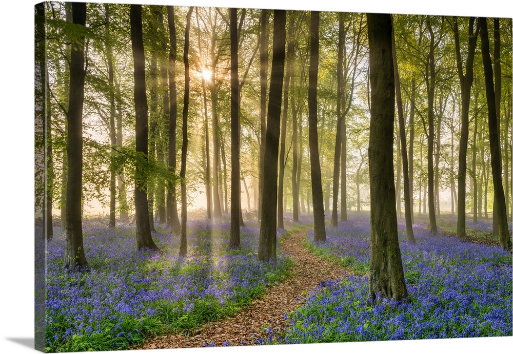 Path Through Bluebell (Hyacinthoides non-scripta) Wood in Mist, Hertfordshire, England