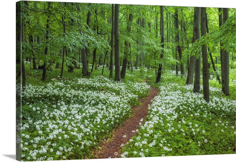 Path through beech forest with blooming wild garlic (Allium ursinum), Hainich National Park, Thuringia, Germany, Europe.