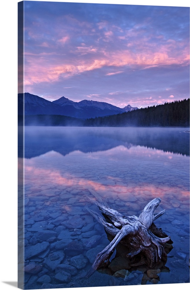 drfitwood and pink clouds reflected in calm waters of Patricia Lake at dawn, Jasper National Park, Alberta, Canada