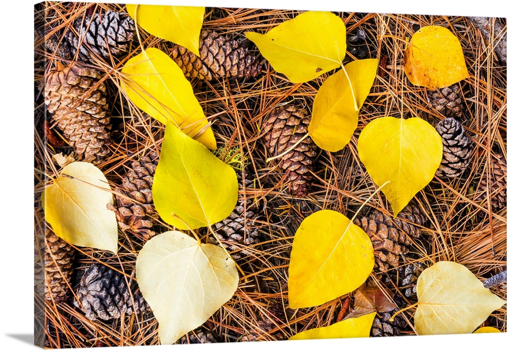 Pine Cones And Aspen Leaves In Autumn, Wenatchee National Forest, Washington, USA