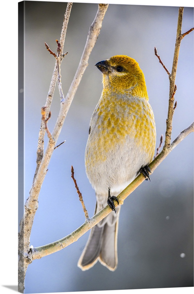 Pine grosbeak (Pinicola enucleator) Female, Greater Sudbury, Ontario, Canada