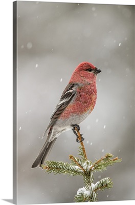 Pine Grosbeak, Greater Sudbury, Ontario, Canada