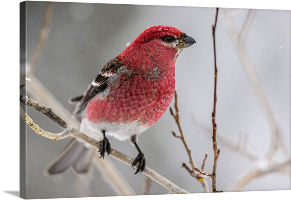 Pine grosbeak (Pinicola enucleator) Male, Greater Sudbury, Ontario, Canada