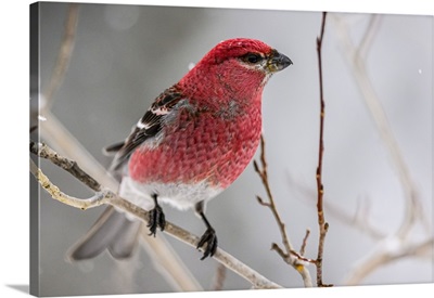 Pine Grosbeak Male, Greater Sudbury, Ontario, Canada