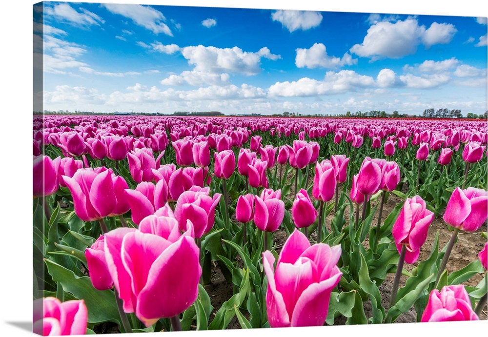 Pink And White Tulips And Clouds In The Sky. Yersekendam, Zeeland Province, Netherlands