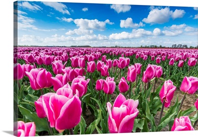 Pink And White Tulips And Clouds In The Sky. Yersekendam, Zeeland Province, Netherlands