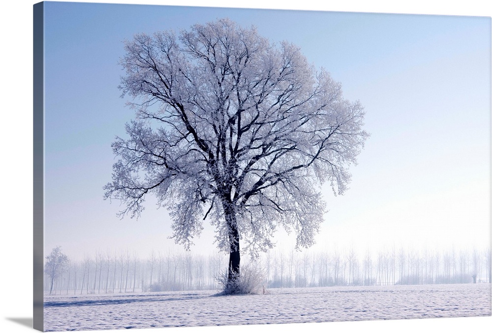 Plain Piedmont, Piedmont, Italy. Hoar frost trees.