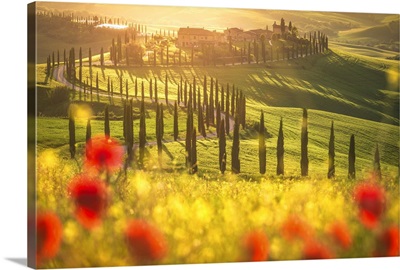 Podere Baccoleno, Asciano, Crete senesi, Tuscany, Italy