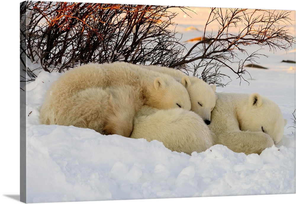 Polar bear (Ursus maritimus) Mother and cubs, Churchill, Manitoba, Canada