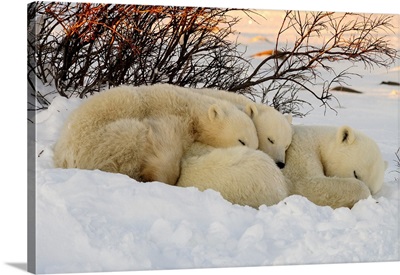 Polar Bear Mother And Cubs, Churchill, Manitoba, Canada